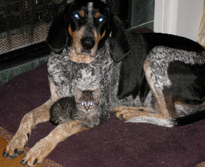 Bluebell... proof that she likes cats!  How SWEET is this picture?? :)