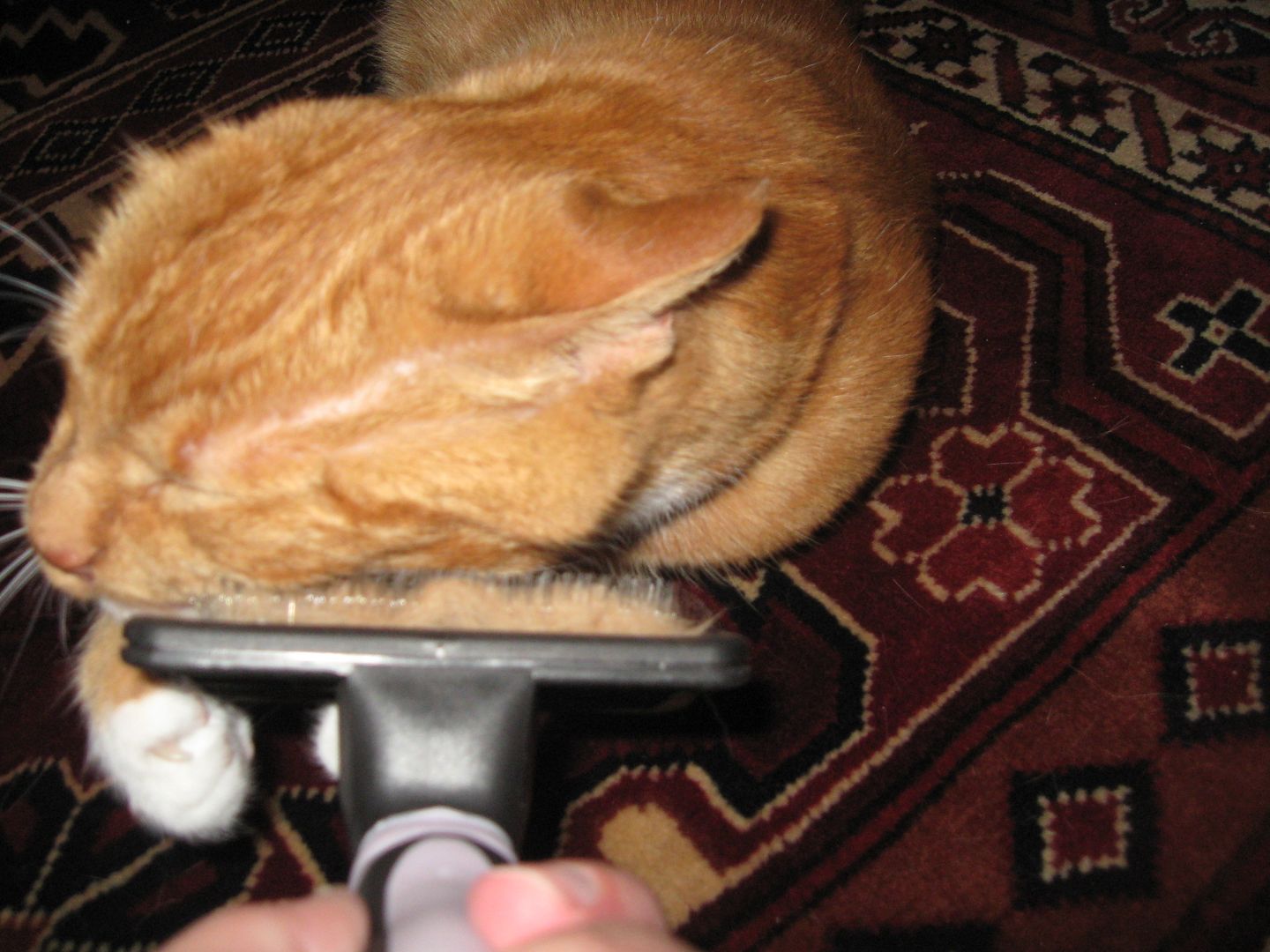 You can see how Basil is hugging the brush against his face with his paw.  Silly, silly kitty!