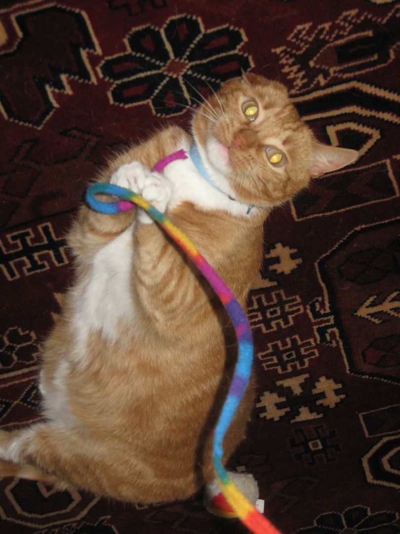 Basil loves playing with this string!