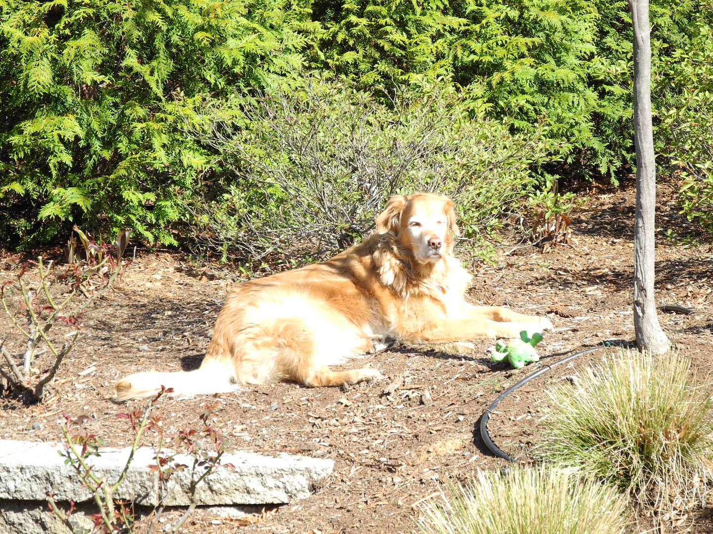 I think Molly likes laying in the early morning sunshine!