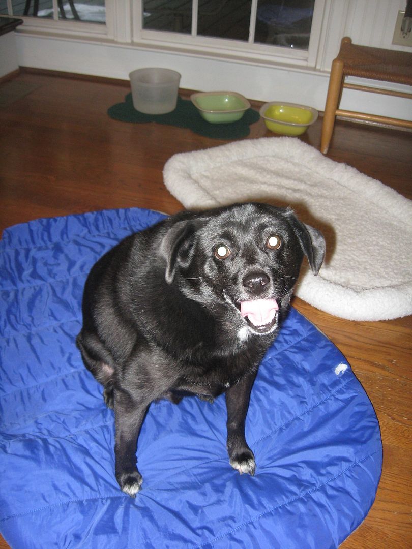 Gibby looks really happy after his walk this morning!!