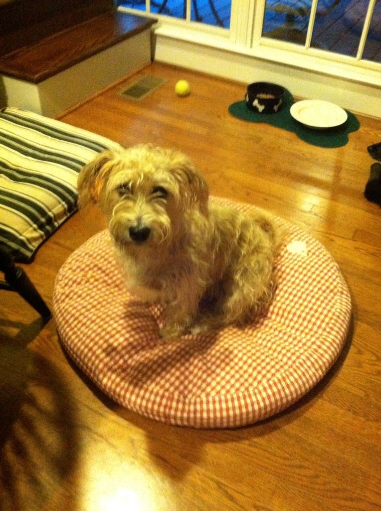 Harley.... looking cute sitting on his bed.