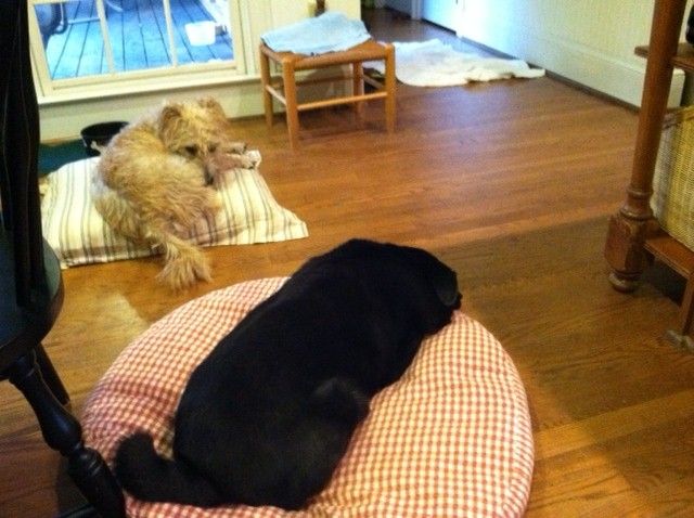 Harley and Gibby are ready for a little snooze after our visit this morning.