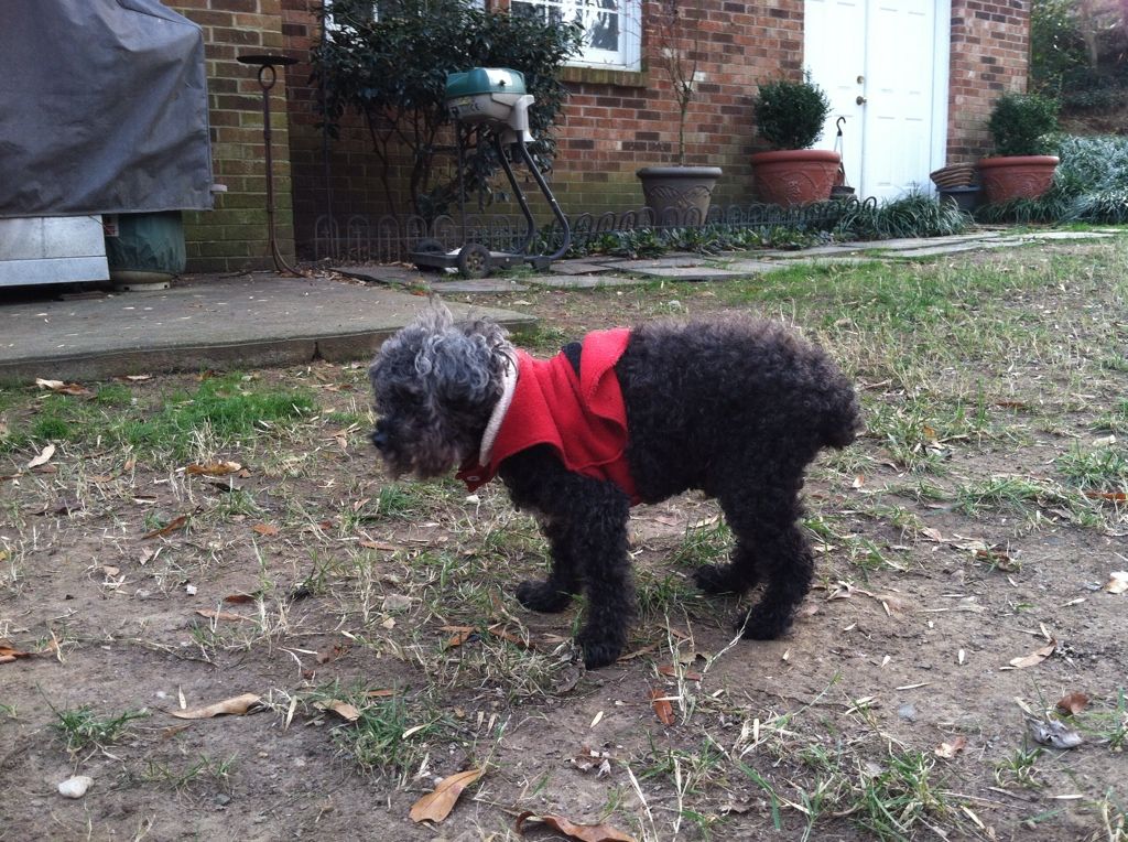 Domino in his Santa suit!