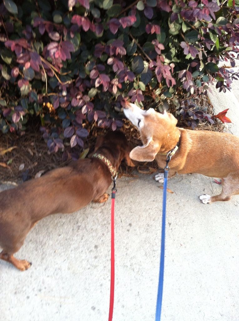 On our walk at dinner time yesterday, Cookie & Cricket thought something smelled very interesting.