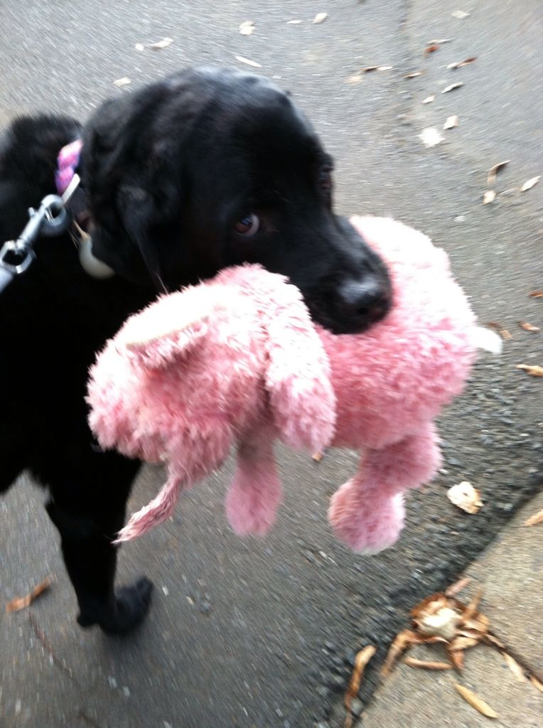 Miss Elliott had to take her pig out on her walk with her!