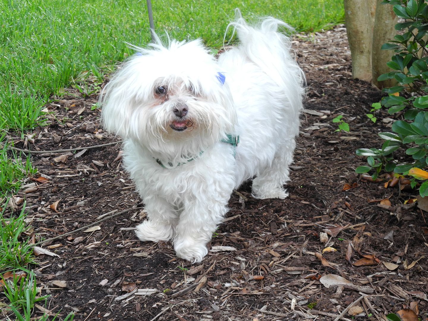 Cosmo, hanging out in the backyard.