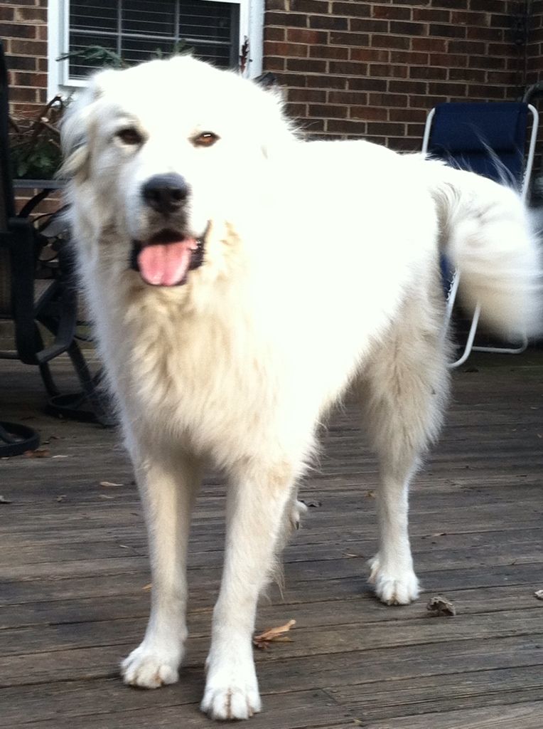 Big ole Louie wanting me to put the camera down and take him for his walk!!