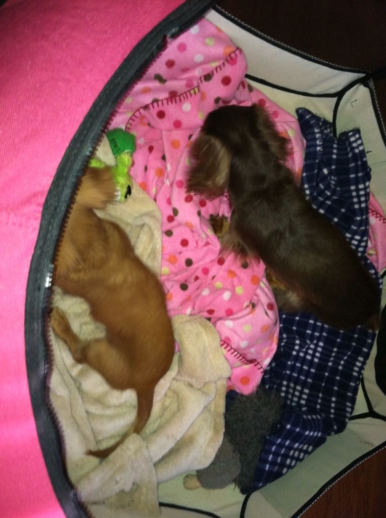 Not a great picture of Turner and Bailey.  Id just put them in their playpen.