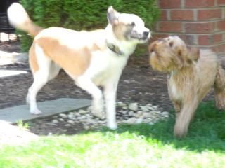 more pics from the playdate... it is very hard to get a picture of them running around!!