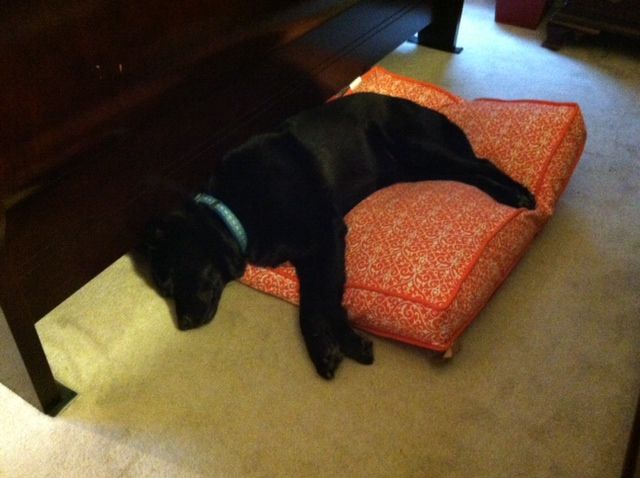 Ive found Holly sleeping on her bed most every visit when Ive come inside the house.