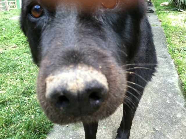 Hollys sniffer (i.e. her nose).  Her mom told me that she likes to bury her bones.  This is how she greeted me recently.  Guess shed been busy! LOL!!