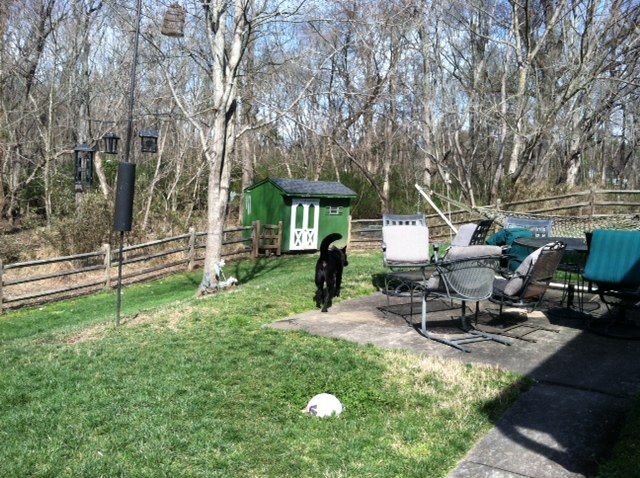 Holly was excited to be in the yard yesterday!