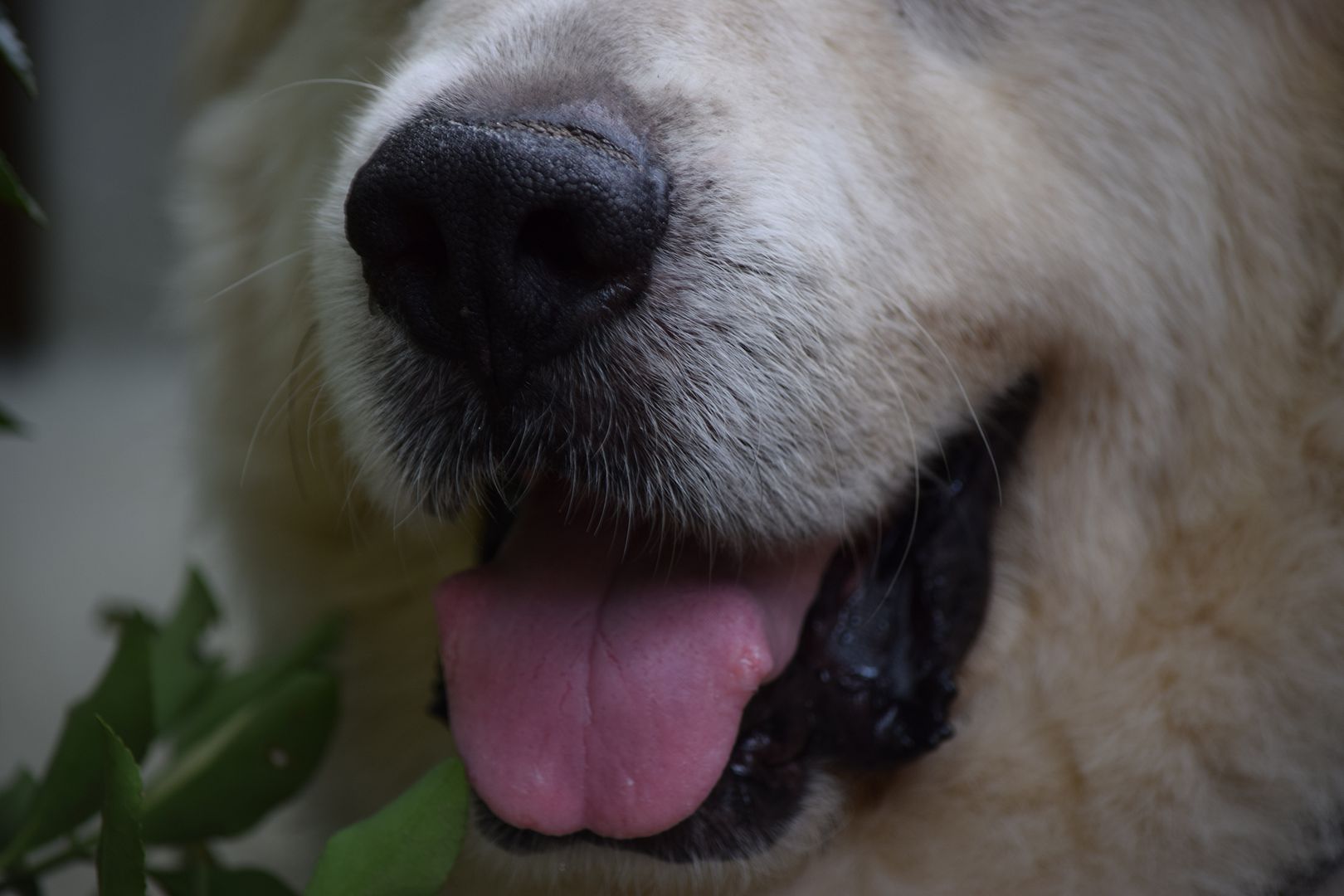 I think I have a thing for dogs noses