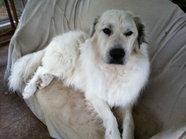 Louie.... on his bed.  LOL!