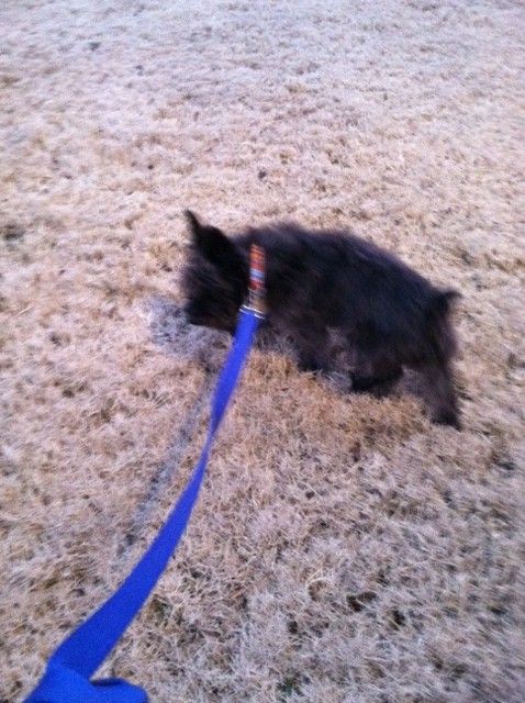 Oliver doesnt care that it is 26 degrees!  He is enjoying his walk!