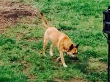 Roxanne checking out the yard this morning.