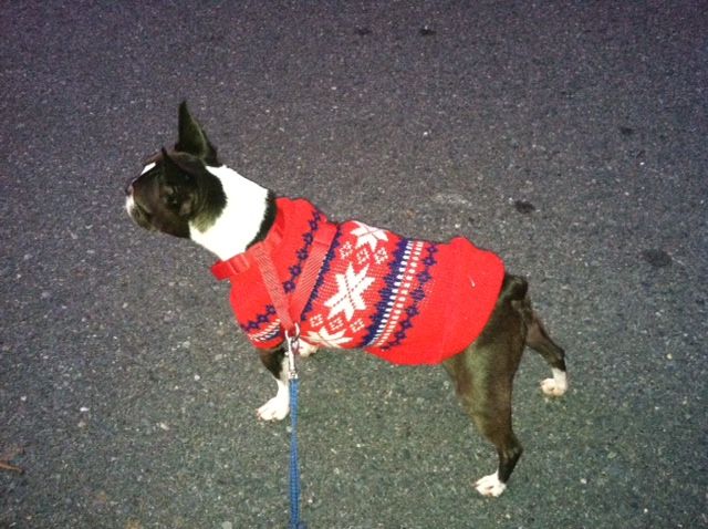 Sadie - sporting her cute red sweater!