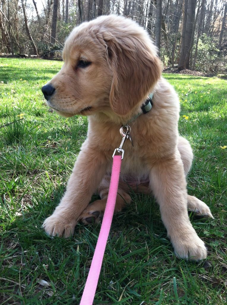 3 month old Topsy - cuteness!!