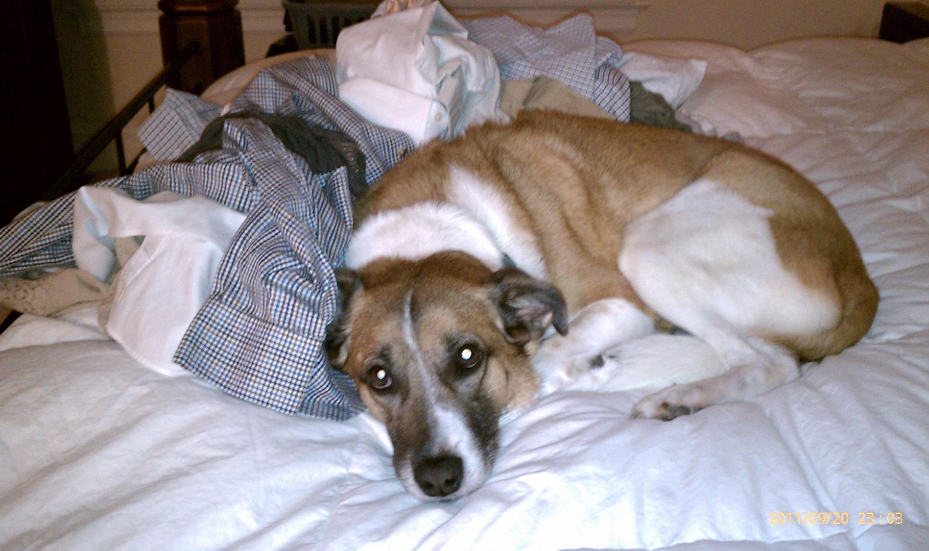 Gingers mom sent me this picture of her helping with the laundry.