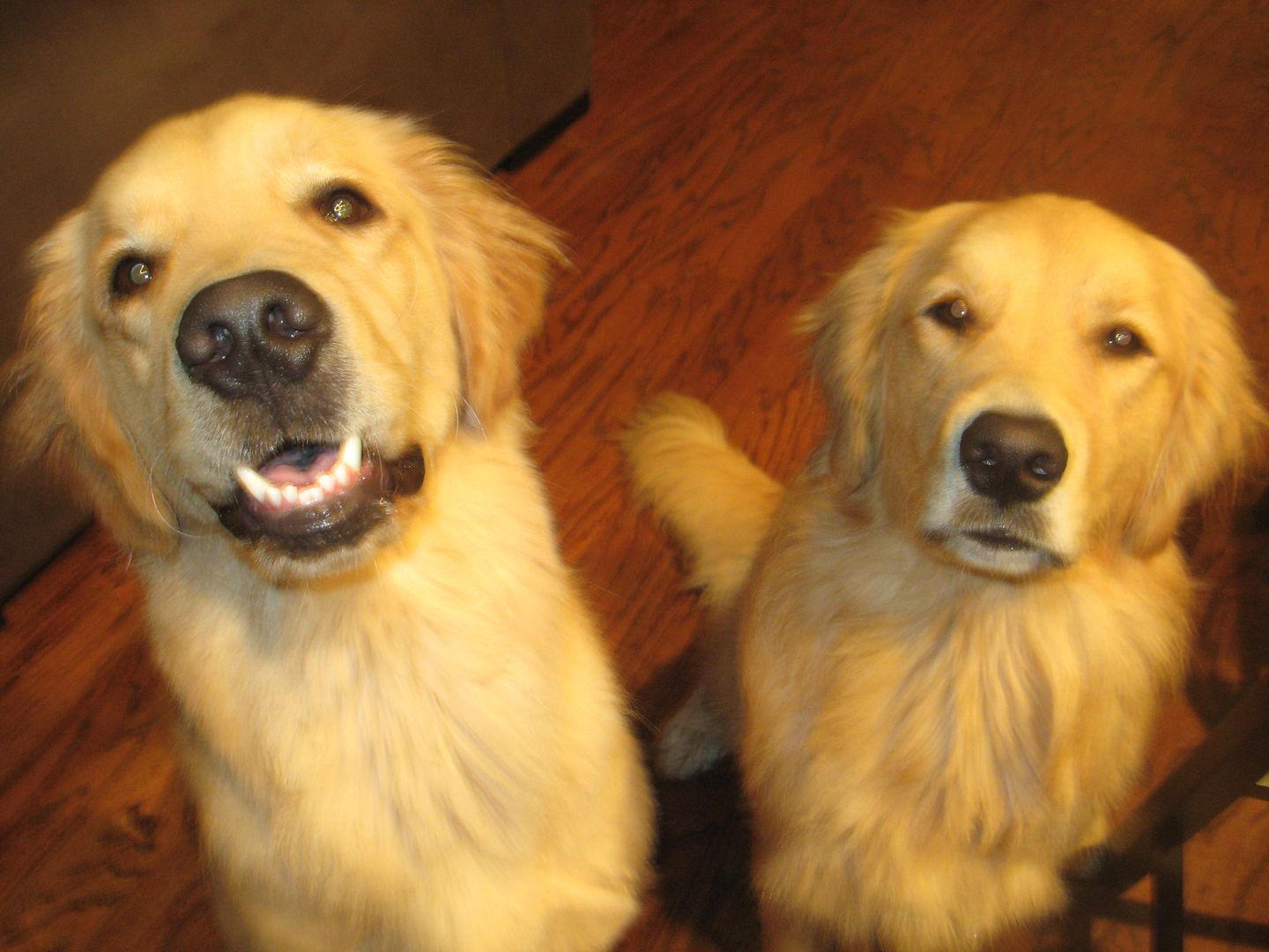 Quigley looks like he really wants the treat in my hand, Jackson looks bored! :)