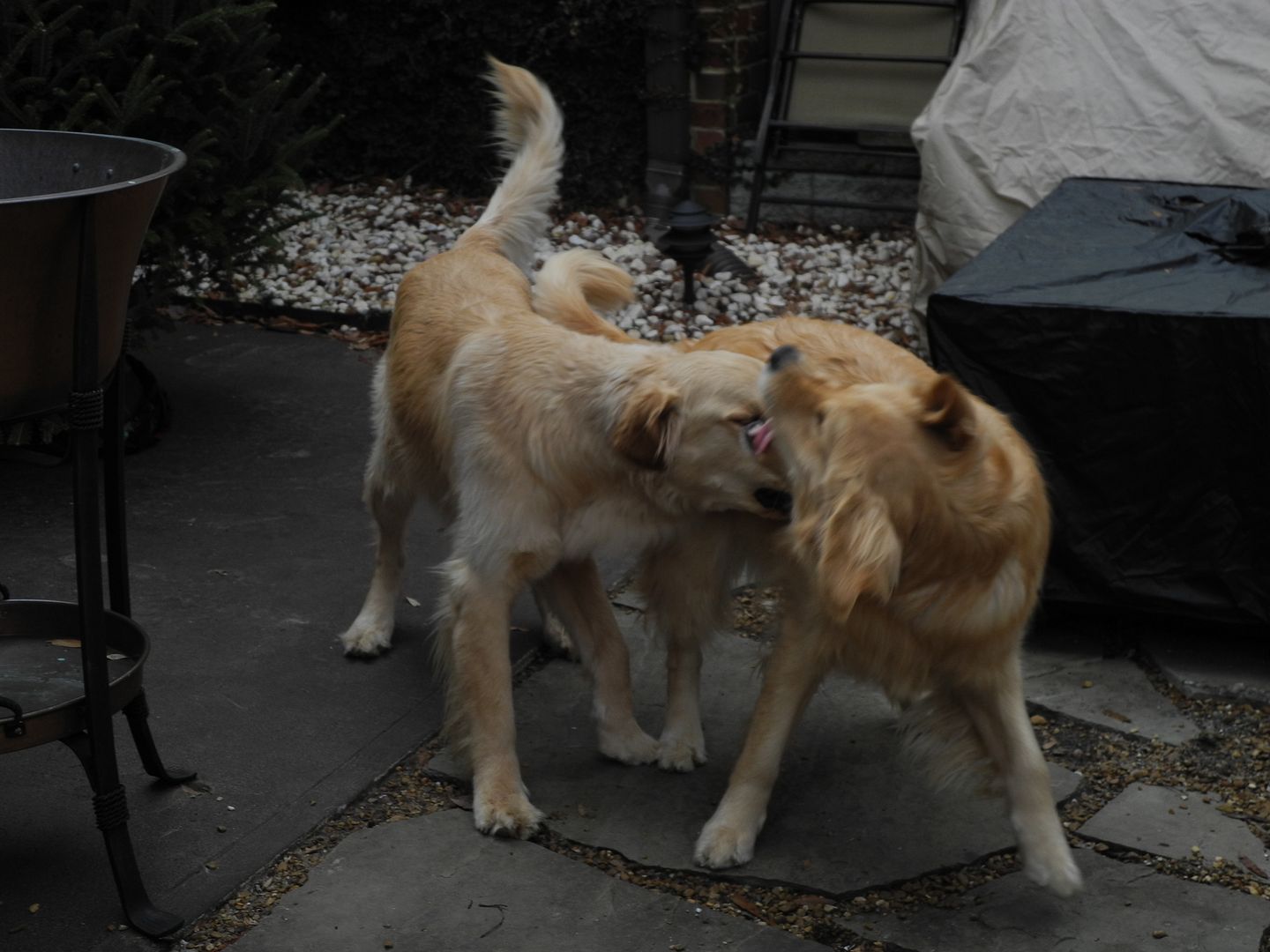 Jackson and Quigley could be a part of WWF wrestling!