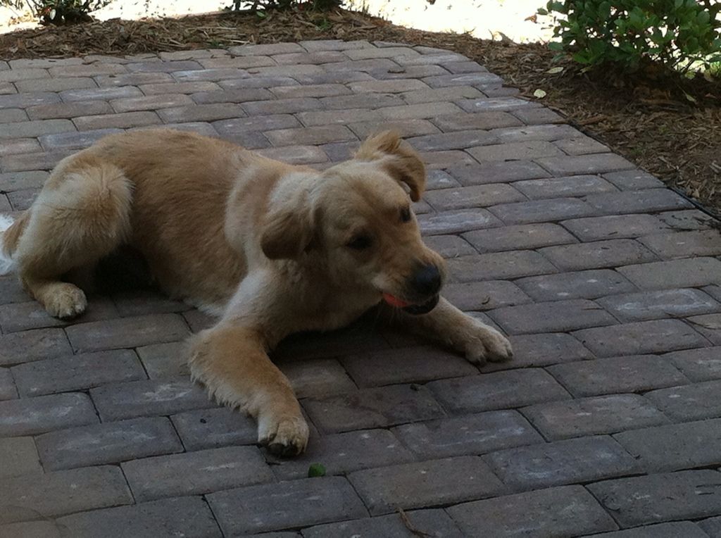 Quigley - seriously ball obsessed.  I need to get video of him when the ball slips out of his mouth, bounces away and he panics trying to find it again.