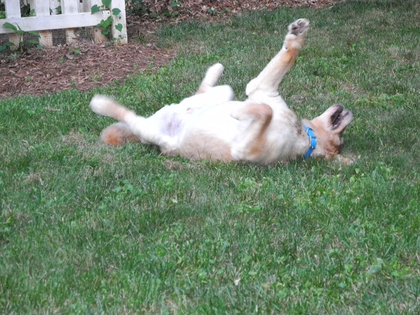 Lincoln likes to roll around on his tennis ball.  He makes me laugh!