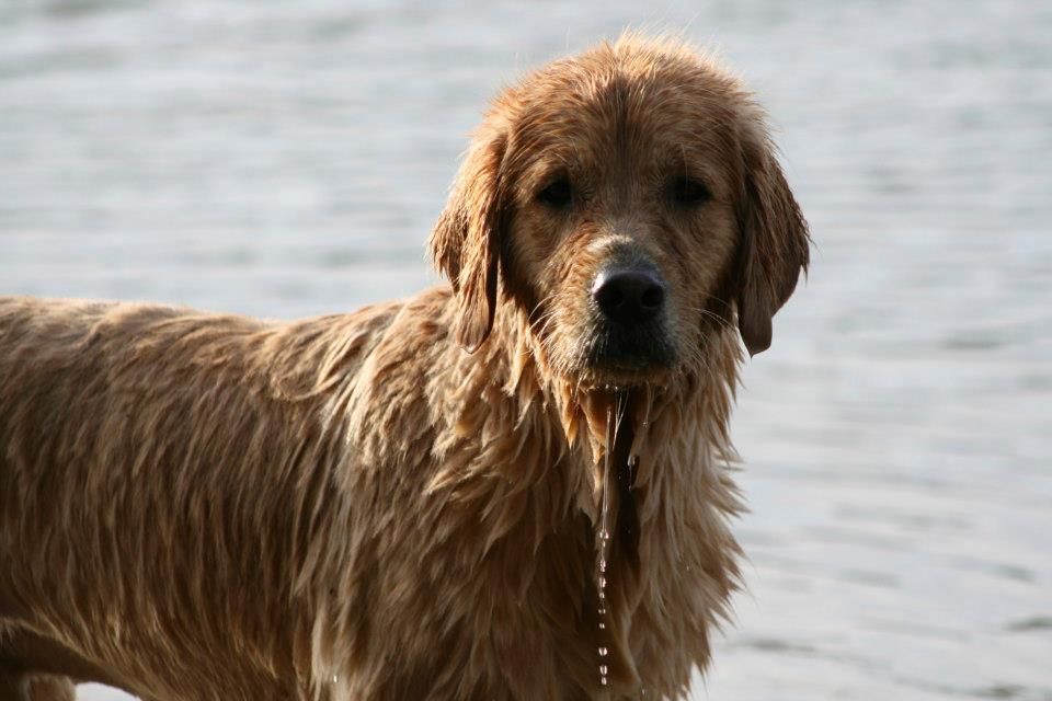 I am in love with this photo (and the dog too!) :)  Jackson or superjack as his parents call him.