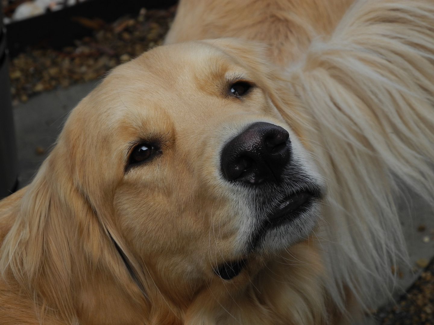 Jackson - one of the most photogenic dogs ever!