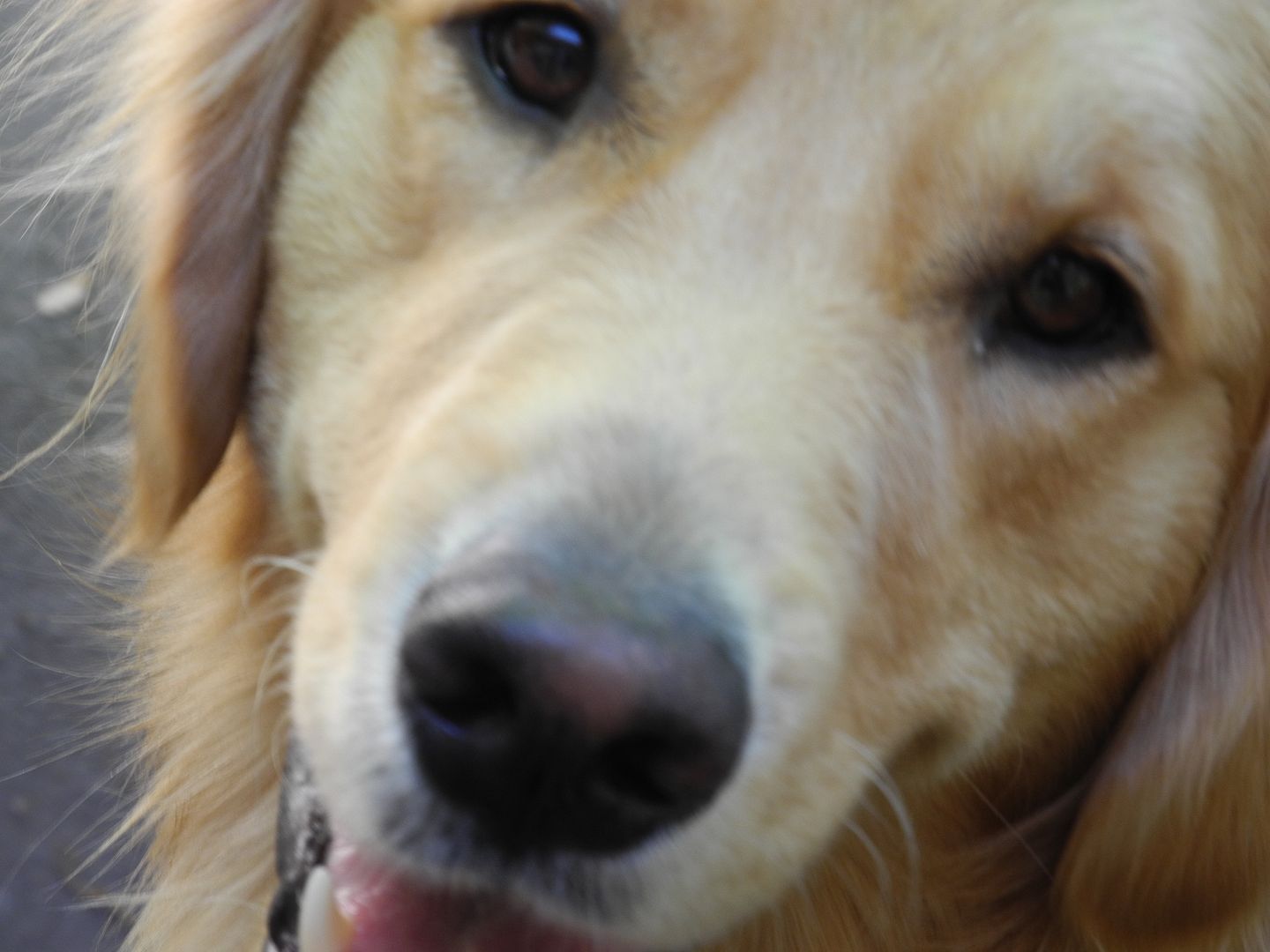 Jackson and his brother Quigley are both very photogenic!