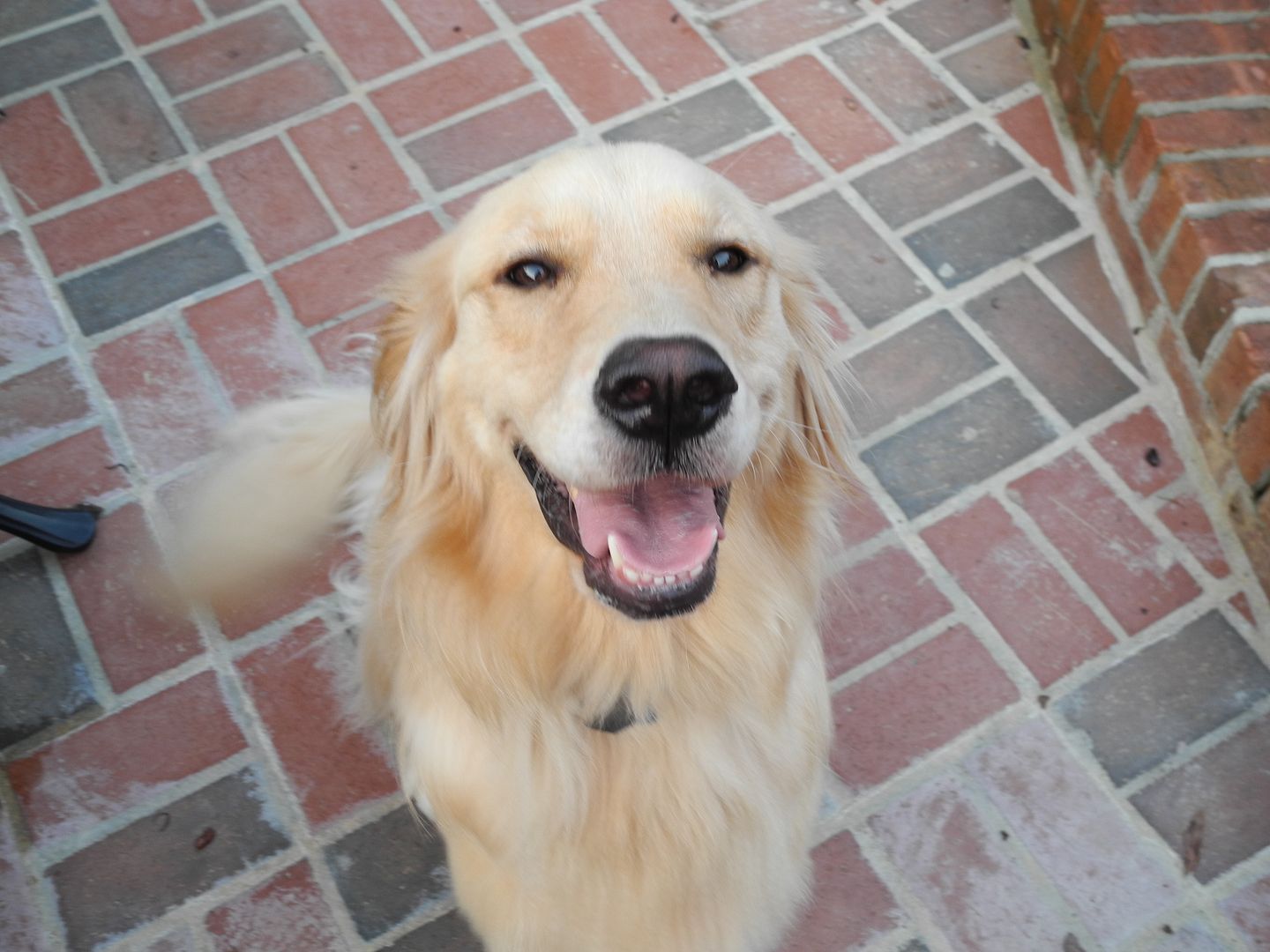 Bailey was trying to tell me that she was ready for breakfast and then she wanted her walk!