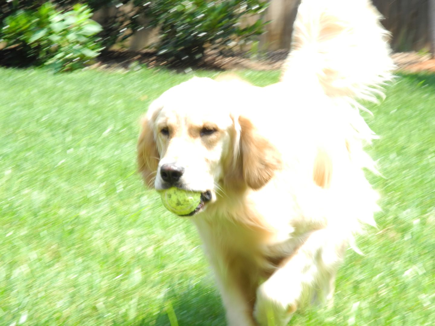 We found the tennis ball for Bailey!