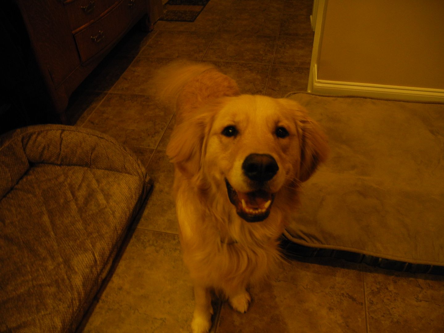 Bailey is telling me she is ready for her walk!