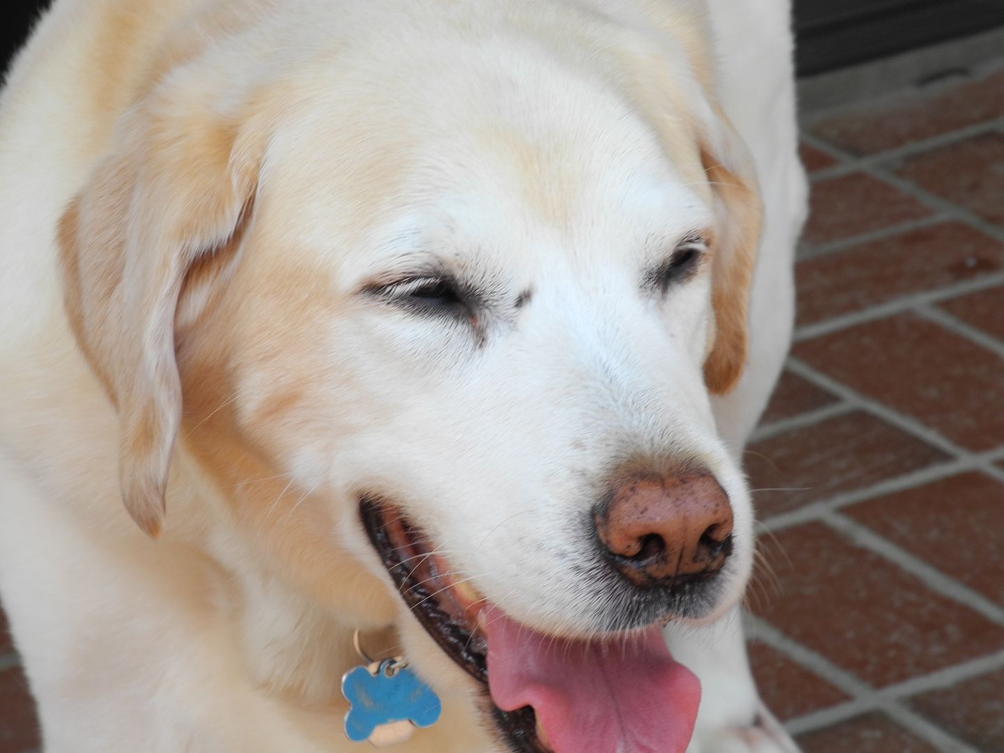 I took this picture of Chester yesteday at the lunch time visit.  Hed been outside and it was hot!  We were both ready for some a/c!!