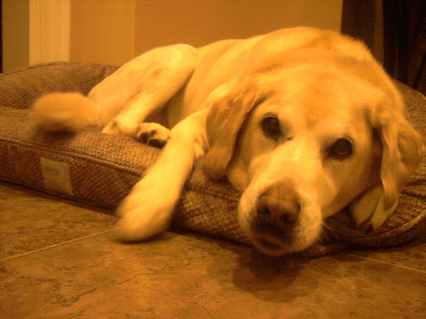 Chester was snoozing on his bed when Shannon came in this morning.