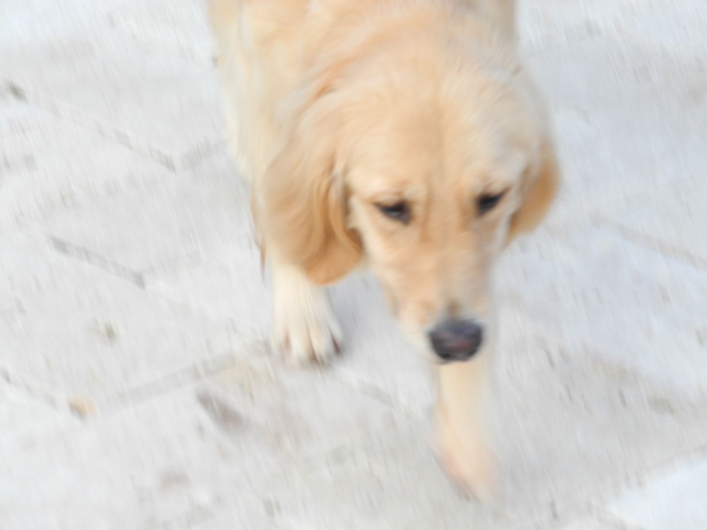 Bailey didnt have a tennis ball... she tried to get Chester to play instead.  Chester thought it was too early to play!! :)