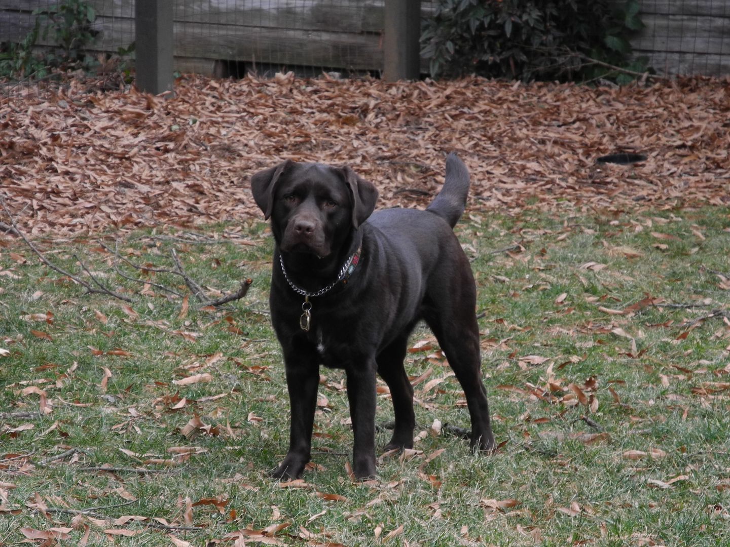 She was waiting for me to throw her ball!