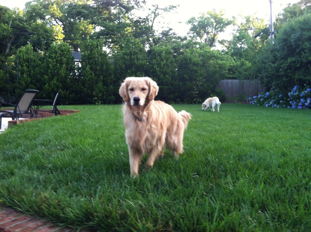 Bailey waiting for me to throw the ball and Chester is in the background sniffing around.