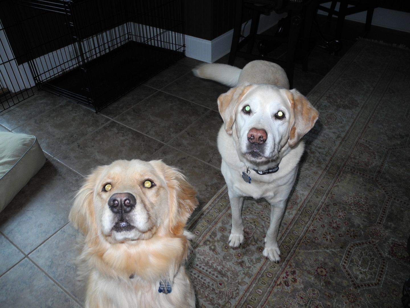 Its pretty easy to get their attention when I have a couple of pieces of Baileys food in my hand! :)