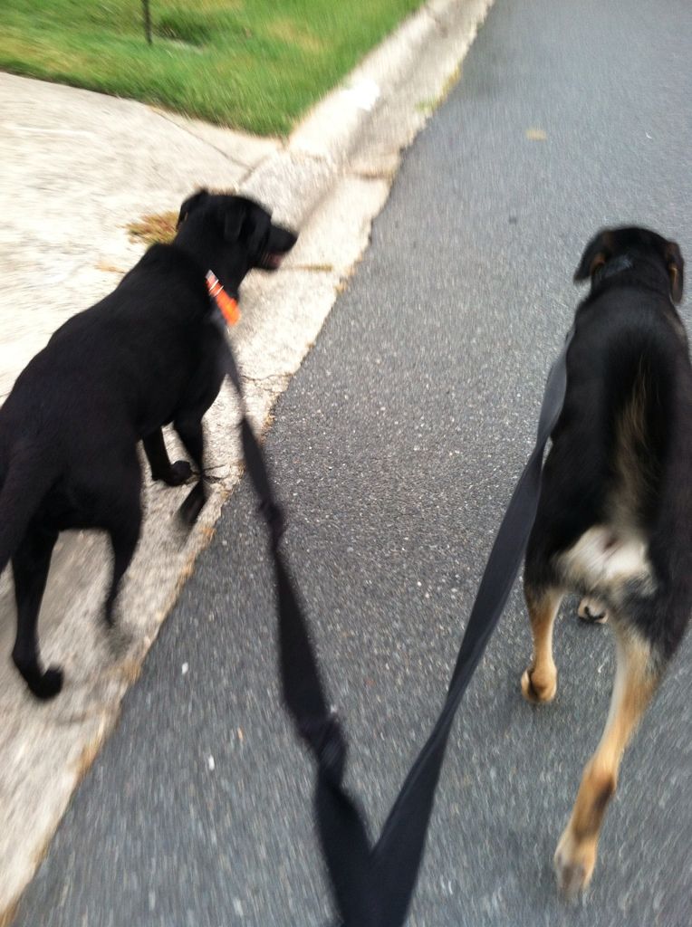 My view of Milo and Bear on the walk.  LOL!