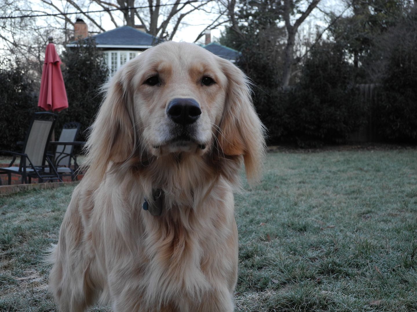 Camera in one hand, tennis ball in the other.  Bailey is thinking: throw the expletive ball!