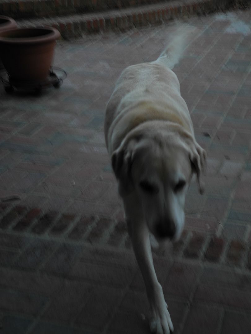 Chester was running so fast, the picture is blurry!  LOL!