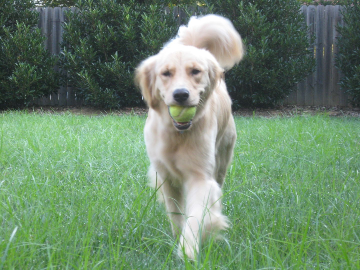 Bailey is a happy dog!