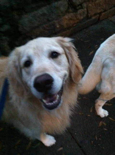 Miss Bailey smiling on her walk this morning!