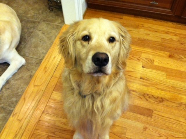 Bailey... ready to go for another walk!