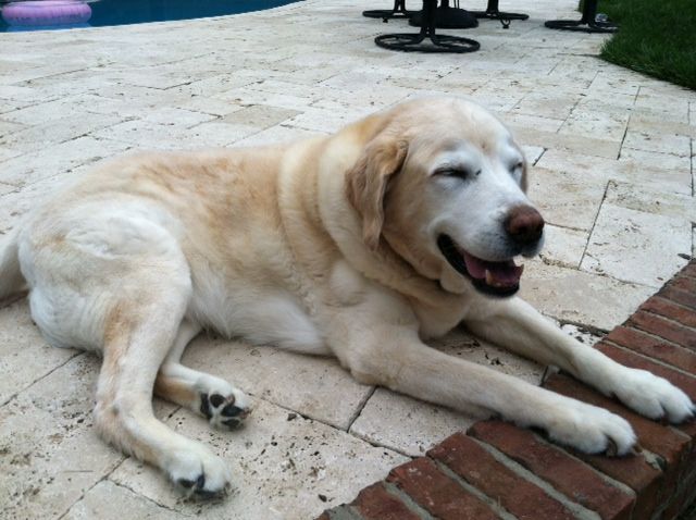 Chester just chillin by the pool.  It was hot outside yesterday afternoon for an old dog so we didnt stay out too long.