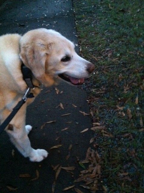 Chester, smiling too while we were out this morning.