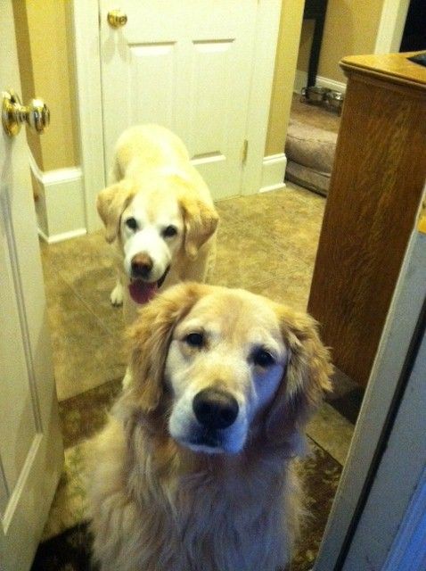 I would call this Baileys pitiful face.... she just wants a treat and that is definitely the look Chester is giving me!!