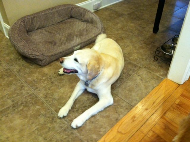 Chester, resting a little bit after our walk.